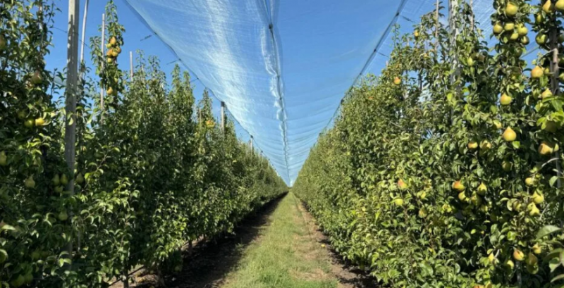 Грушевий сад компанії «Сади Дніпра»