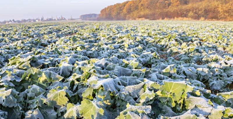 Опади та тепло прискорили розвиток озимого ріпаку — фахівці радять застосовувати рістрегулятори Опади та тепло прискорили розвиток озимого ріпаку — фахівці радять застосовувати рістрегулятори