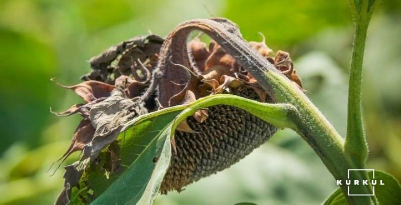 Затяжні дощі призвели до появи на соняшнику склеротиніозу