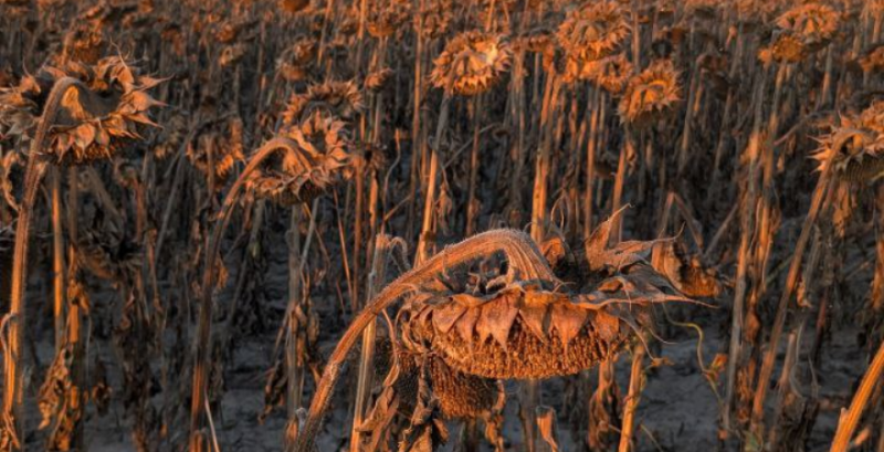 Попри складні погодні умови фермер з Житомирщини зібрав соняшник з врожайністю 2 т/га
