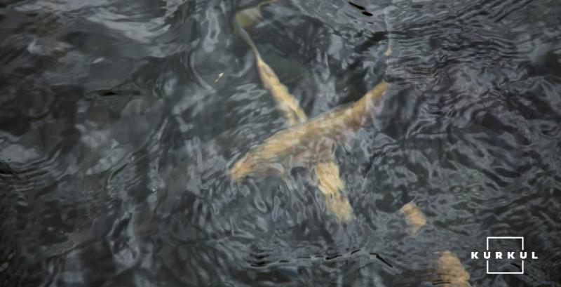 Виробники аквакультури можуть отримати до 30% компенсації на вирощування малька риби Виробники аквакультури можуть отримати до 30% компенсації на вирощування малька риби