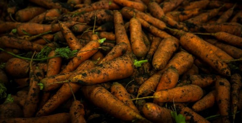 Після тривалого періоду стагнації ціни на моркву почали підвищуватись Після тривалого періоду стагнації ціни на моркву почали підвищуватись