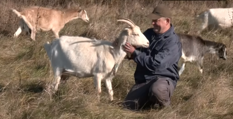 Фермер з Волині виготовляє понад 30 авторських сирів з козиного молока