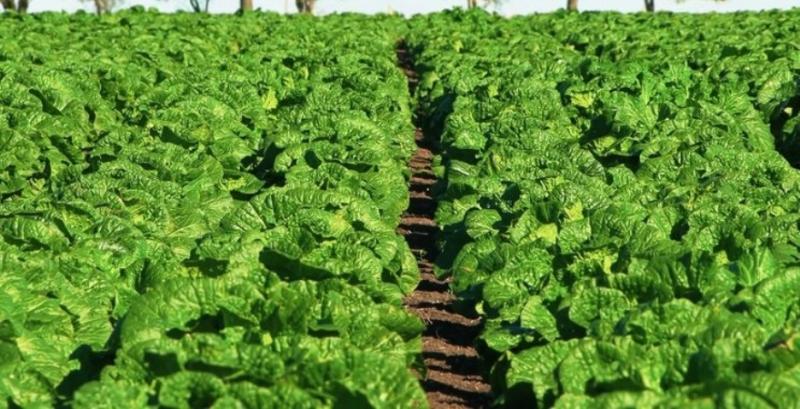 Пекінська капуста Пекінська капуста