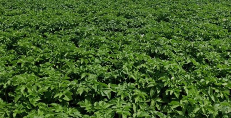 Картопля Картопля