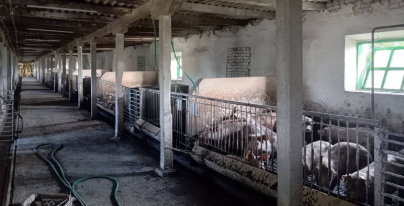 Ветеран з Хмельниччини відбудував закинуту ферму та займається контрактною відгодівлею свиней