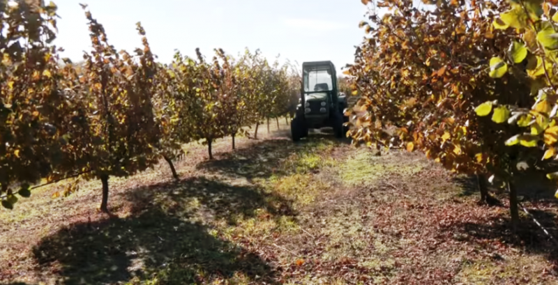 Фундуковий сад