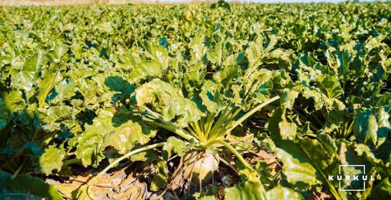 Цукрозаводи Полтавщини переробили понад пів мільйона тонн цукрових буряків