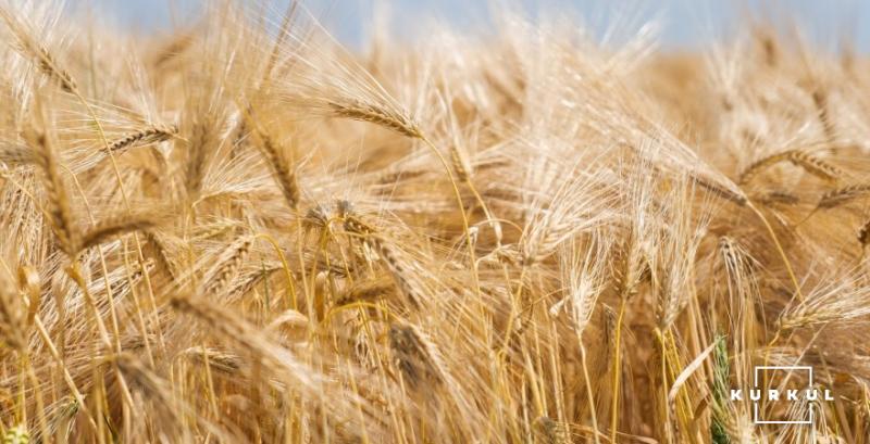 Завдяки осінній посівній компенсувати дефіцит жита Україна не зможе — Рибчинський