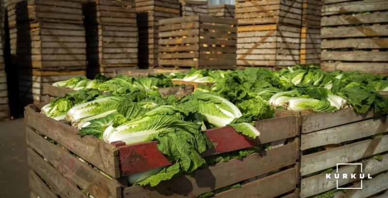 Пекінська капуста є однією з найскладніших у вирощуванні — фермер