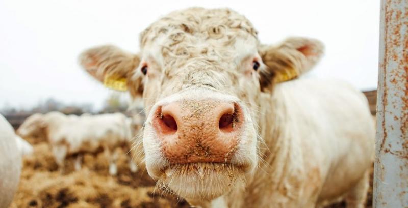 Скорочення поголів’я ВРХ може суттєво прискоритись — експерт