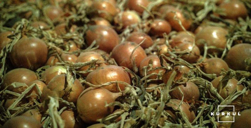 Цибуля подешевшала на 25% — дрібні фермери розпродують запаси