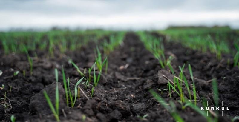 Лише третина посівів озимих зернових перебуває в оптимальному стані для успішної перезимівлі — ProPole