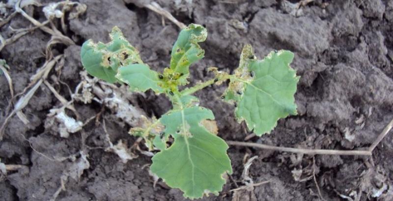 Ріпакові блішки