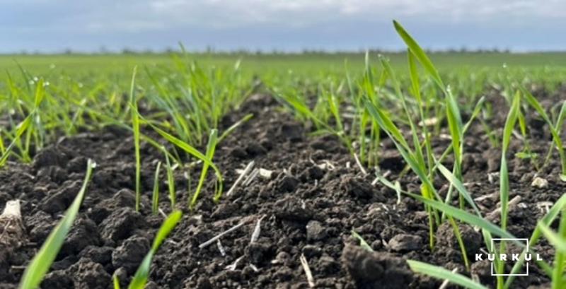 Фермер з Рівненщини заробляє на пшениці завдяки свинарству