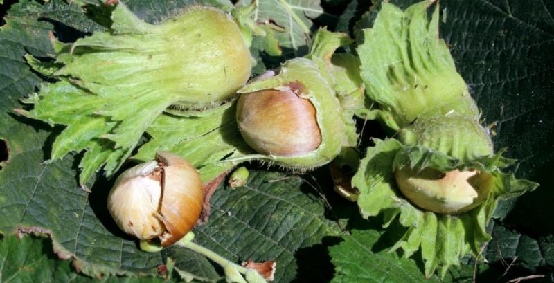 Дібрівка Агросервіс скоротила ягідні насадження та заклала фундуковий сад