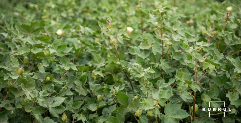 Бавовник Бавовник