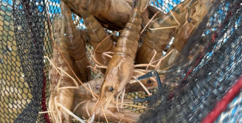 Ветеран із Закарпаття планує масштабувати вирощування креветок Ветеран із Закарпаття планує масштабувати вирощування креветок