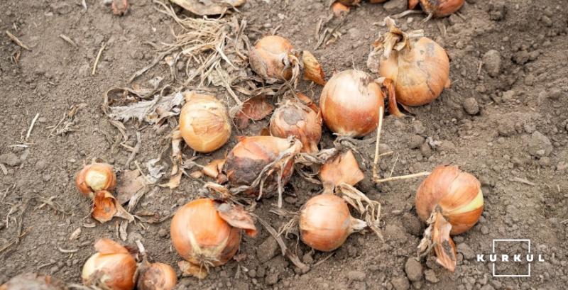 Цибуля продовжує дешевшати: ціни впали до 4-9 грн/кг