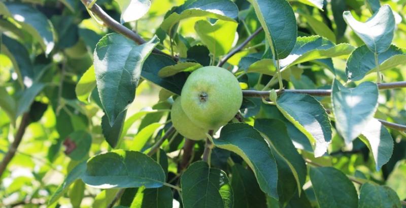 Господарство Інтеп з Дніпровщини втратило понад 90% врожаю яблук