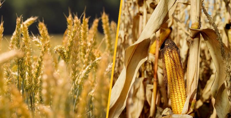 USDA підвищило прогноз світового виробництва пшениці, кукурудзи — знизило