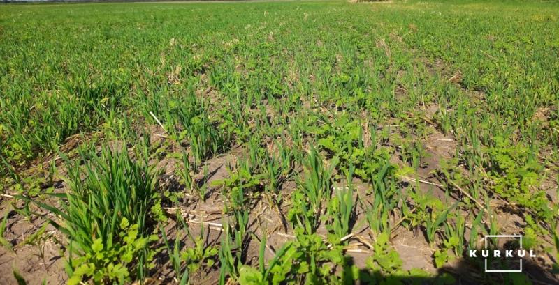 Фахівець розповів, чому не спрацьовують ґрунтові гербіциди