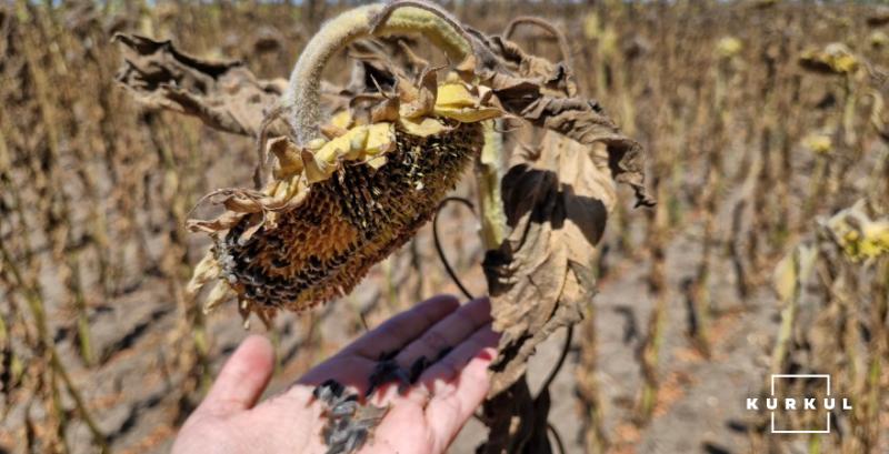 Обмежена пропозиція соняшника надаватиме підтримку ринку — брокери