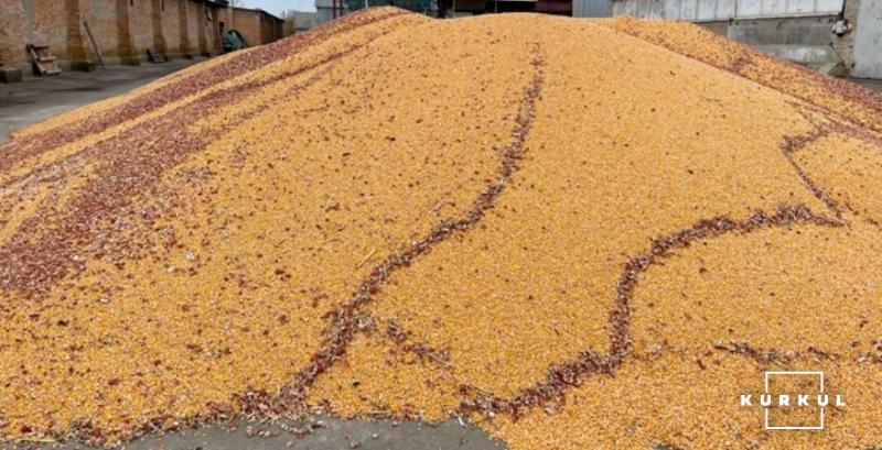 Цього року доводиться сушити фактично все зерно — аграрій Цього року доводиться сушити фактично все зерно — аграрій