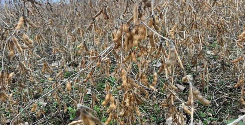 Соя у СТОВ «Полісся» з Житомирщини