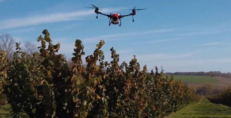Запилення фундука квадрокоптером збільшує врожайність на 30% — досвід