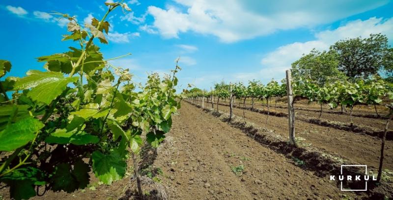 Прийом заявок на гранти для виноградарів та виноробів Одещини продовжили