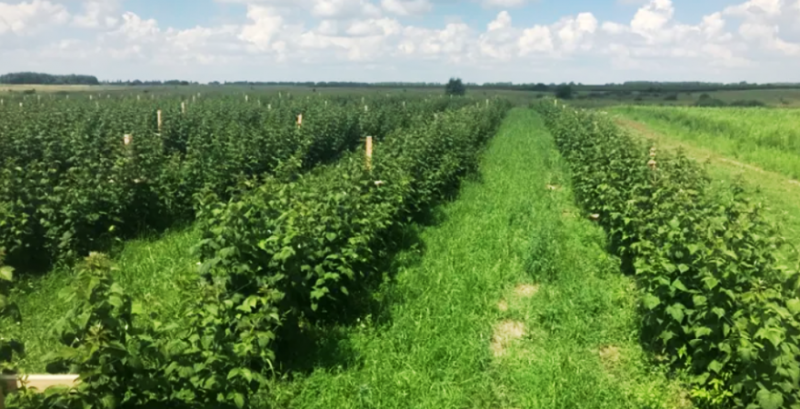 «Беррі Хаб Плюс»