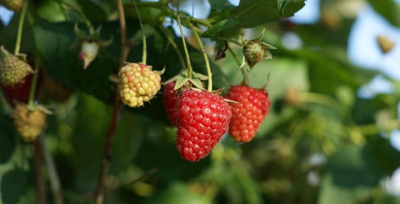 Ягідне господарство з Житомирщини планує залучати на сезонні роботи працівників з Азії