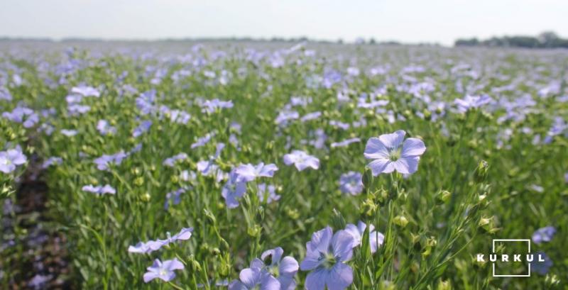 Олійний льон повертається на українські поля