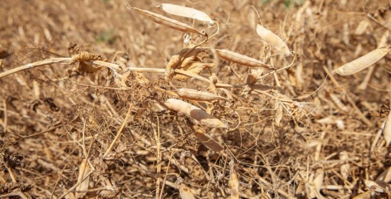 В Україні почали виробляти біоклей з гороху В Україні почали виробляти біоклей з гороху