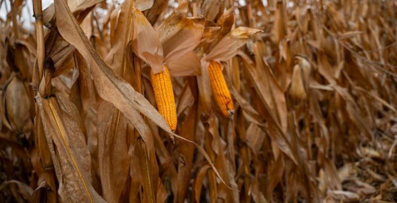 Аграріям залишилось обмолотити третину площ кукурудзи