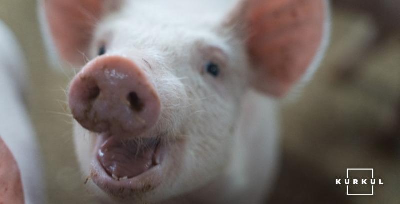 Ціни на живих свиней відновлюються після значного обвалу — АСУ