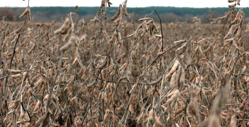 Через дощі сою на Черкащині збирають у рекордно пізні строки