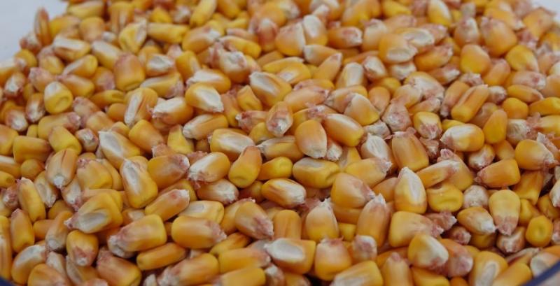 Спотові ціни на кукурудзу зросли до $210/т