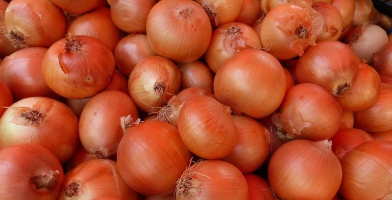 Окремі господарства Хмельниччини переорали цибулю — ціни нижчі собівартості вирощування Окремі господарства Хмельниччини переорали цибулю — ціни нижчі собівартості вирощування