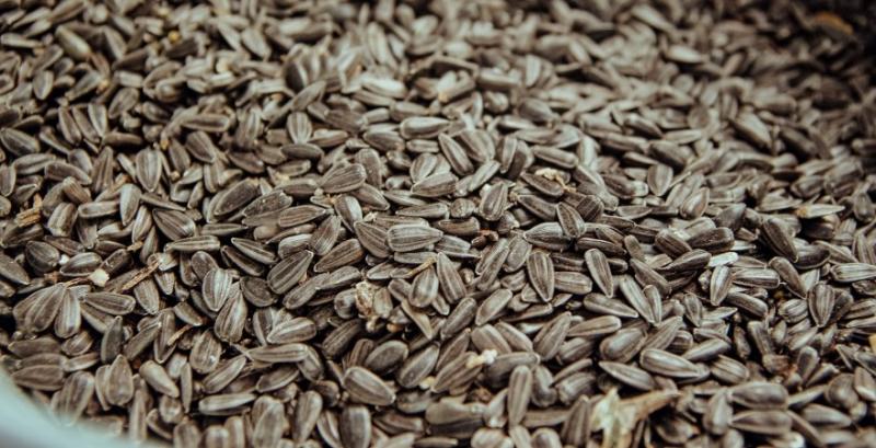 Через нестачу якісного соняшника заводи підвищують допустимий рівень кислотності насіння