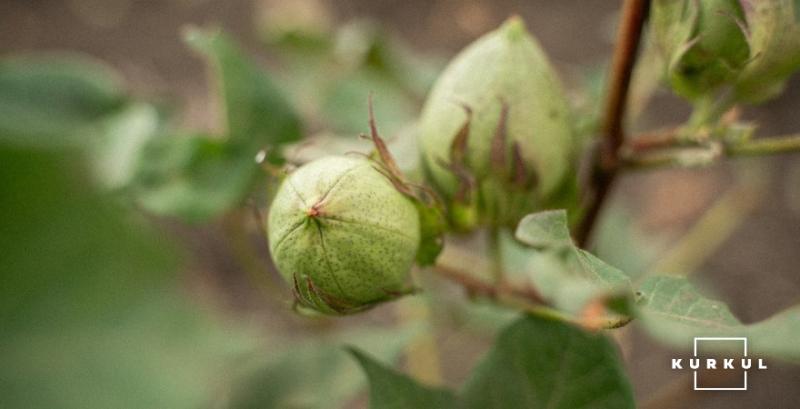 У сезоні 2026 на Півдні розширять експеримент з бавовником