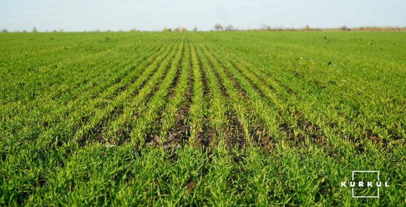 Агрометеорологи не прогнозують значних втрат озимих Агрометеорологи не прогнозують значних втрат озимих