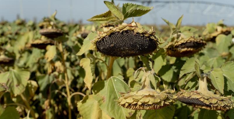 Переробники соняшника готові доплачувати за високий вміст олії