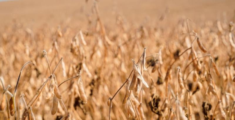 Врожайність сої на Львівщині найвища серед регіонів України