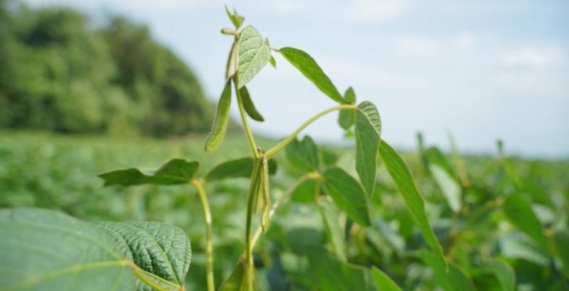 Для експорту сої в ЄС фермерам доведеться підтверджувати відсутність знеліснення