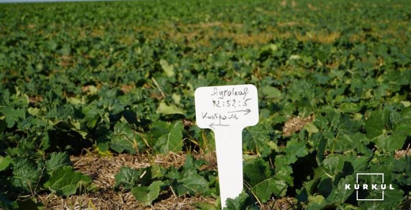 Завдяки правильній технології та живленню зібрали ріпак із врожайністю 3,5 т/га — досвід господарства з Миколаївщини Завдяки правильній технології та живленню зібрали ріпак із врожайністю 3,5 т/га — досвід господарства з Миколаївщини