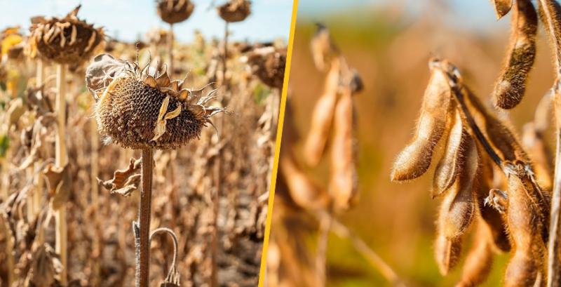 Врожай олійних поступається торішньому на понад 2 млн т