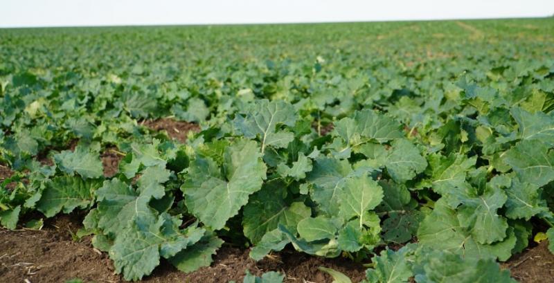 Агрометеорологічні умови спричинили сповільнення вегетації озимих культур Агрометеорологічні умови спричинили сповільнення вегетації озимих культур