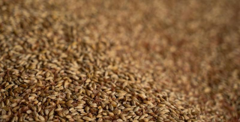 В портах почали знижуватись ціни на пшеницю